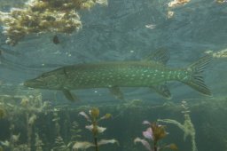 20010803_Echinger_Weiher_0017